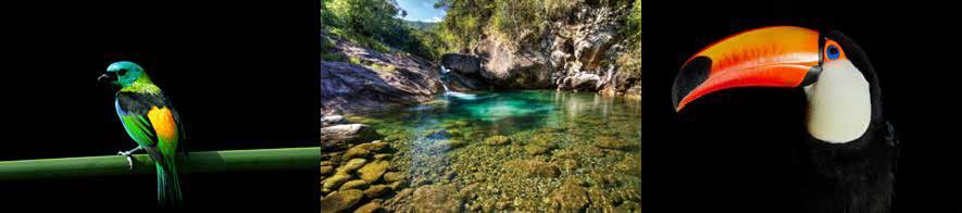 Imagens do projeto MATA ATLÂNTICA - RIQUEZA VIVA DO BRASIL